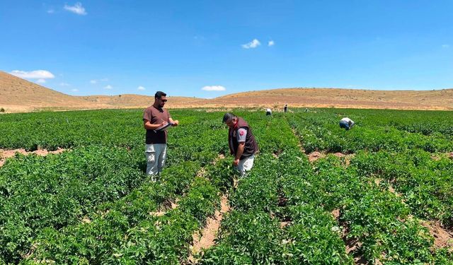 Patates ıslah çalışmalarında saha mesaisi sürüyor