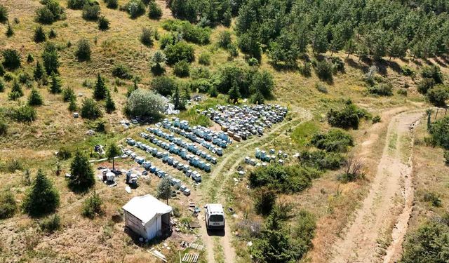 Yozgat'ın zengin bitki örtüsü arıcılara umut oldu