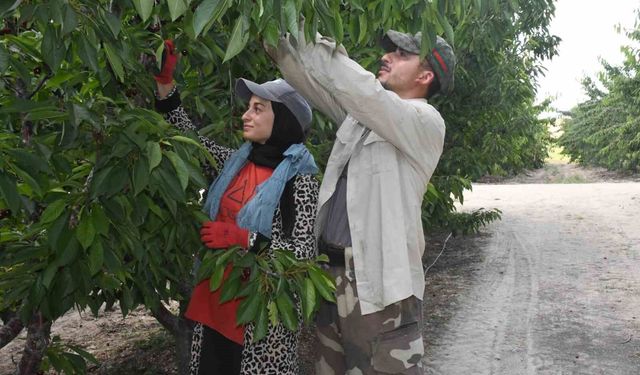 Dev kiraz bahçesinde hasat mesaisi