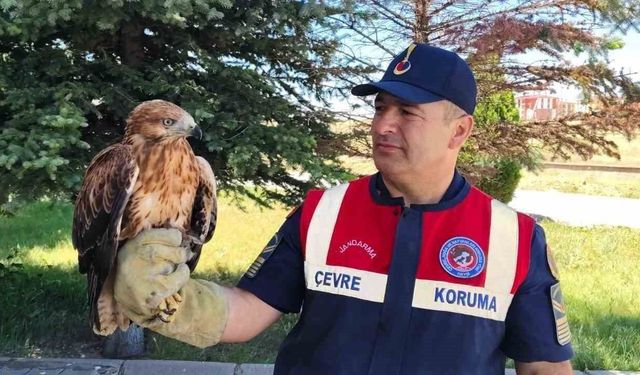Yaralı bulunan şahin koruma altına alındı