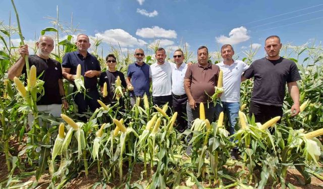 Karaman'da 5 yeni mısır türü görücüye çıktı
