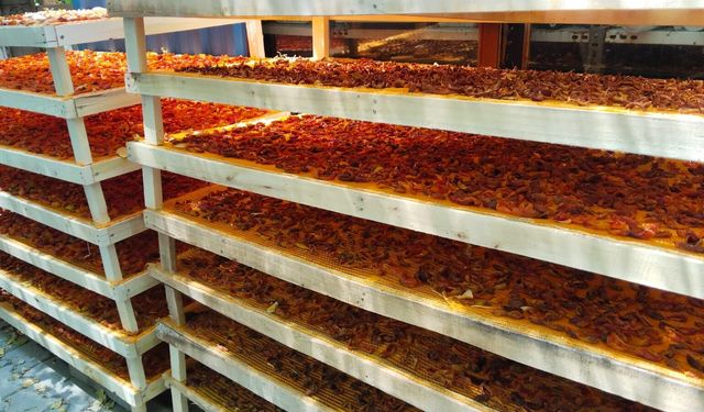 Niğde'de kurutmalık sezonu başladı