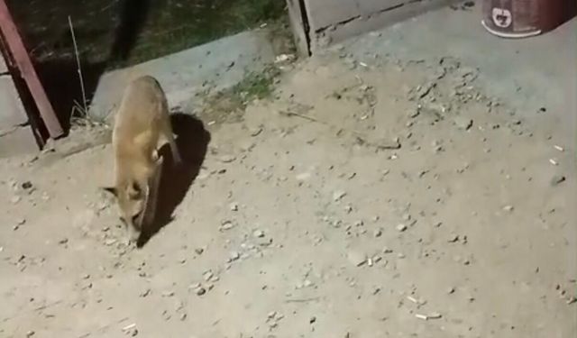 Kızılören’de Aysun’un ekmek mesaisi