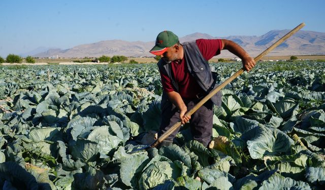 Niğde’de üreticilerin beyaz lahana hasat mesaisi başladı