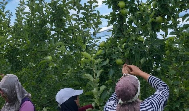 Çukurkuyu’da elma hasadı başladı
