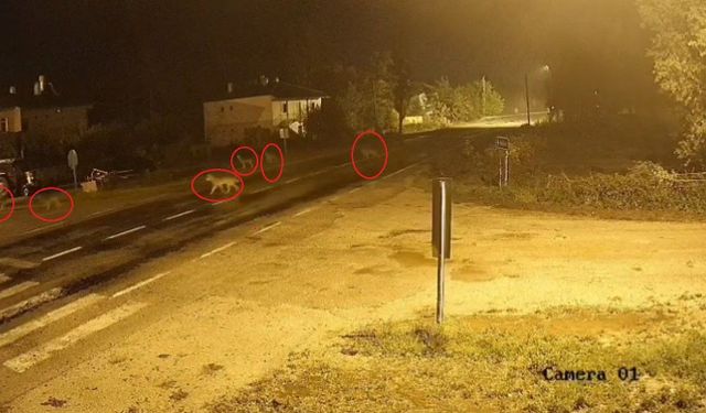 Köye inen kurt sürüsü kameraya yansıdı