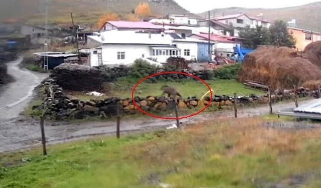 Gündüz vakti köye inen ayı korkuttu