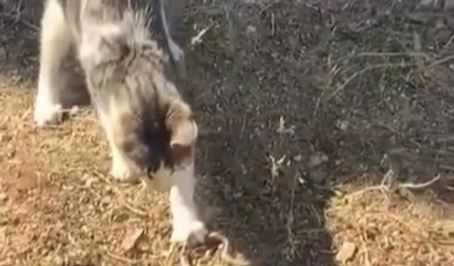 Kedi, fare ile oynar gibi yılanla oynadı