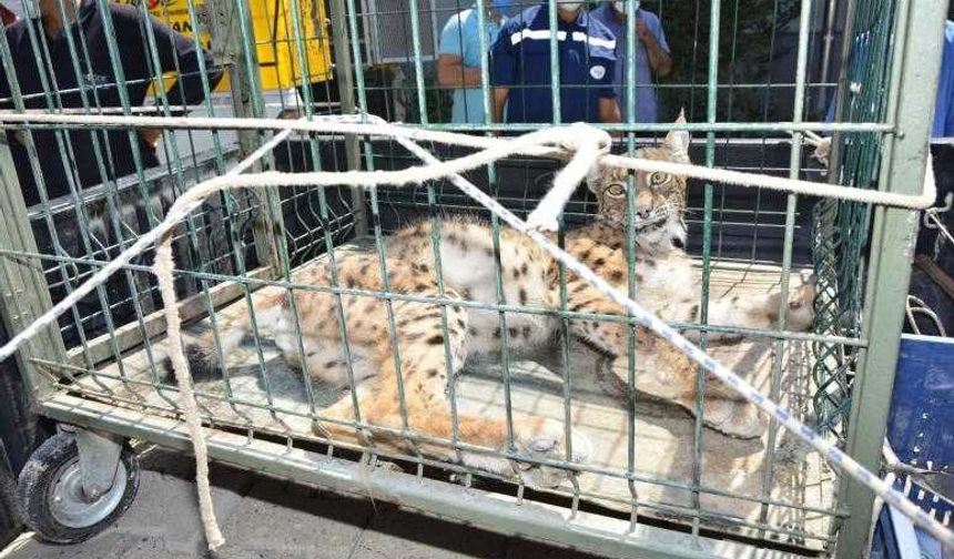 Vaşak çatıda sıkıştı, ekipler kurtardı