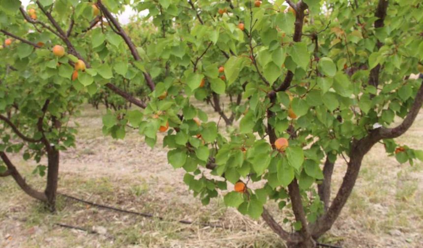 Meyve Yılında 200 Bin Ton Kayısının Yarısı İhraç Edildi