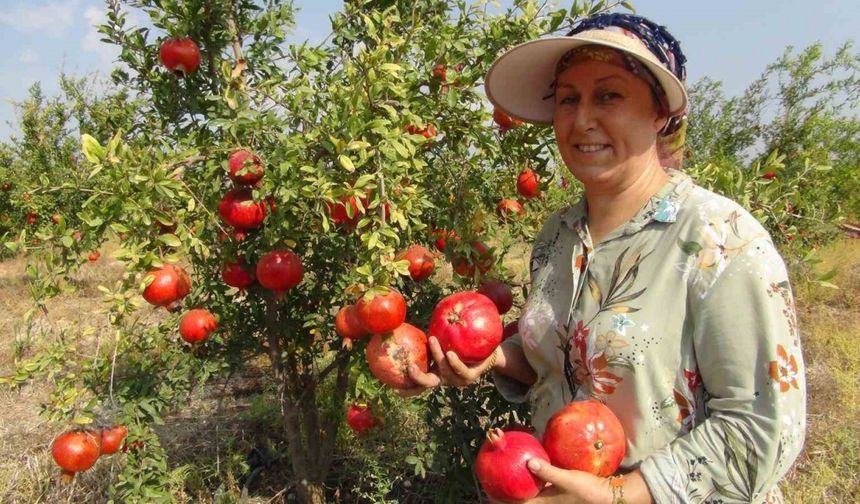 Mersin’de Erkenci Nar Hasadı Yapılmaya Başladı