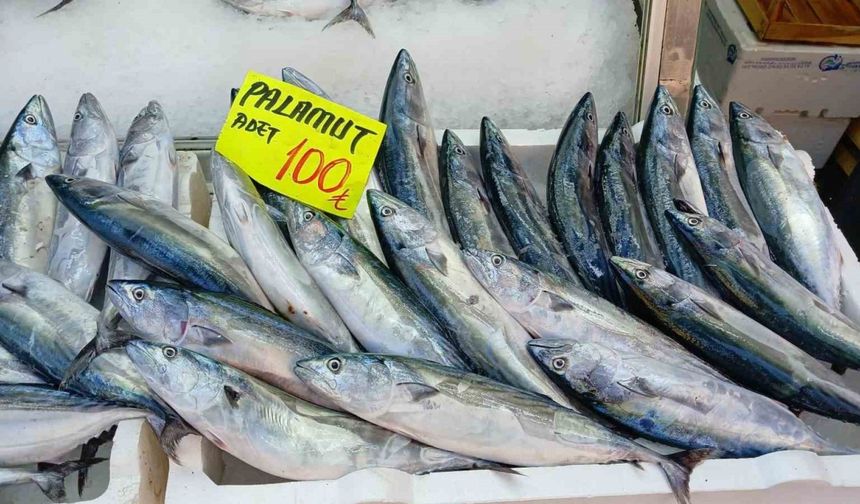 Çingene Palamudunda Bolluk Var, İşte Fiyatlar