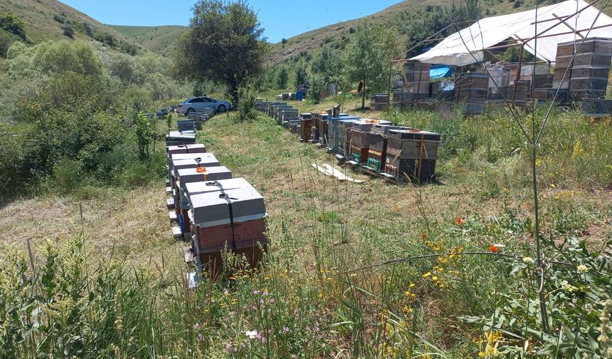 Bal üreticileri son on yılın en verimsiz sezonunu yaşadı