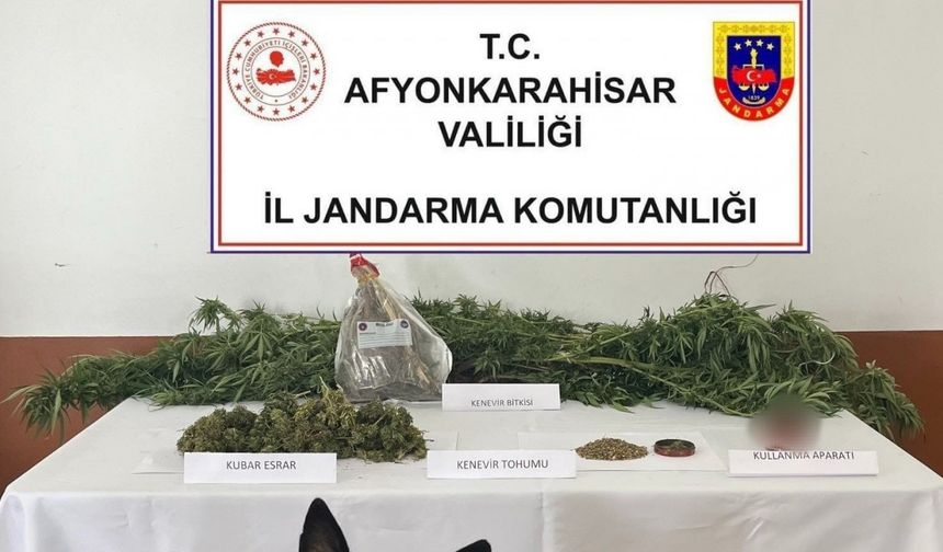 Balkonda kenevir yetiştiren şahsı jandarma yakaladı