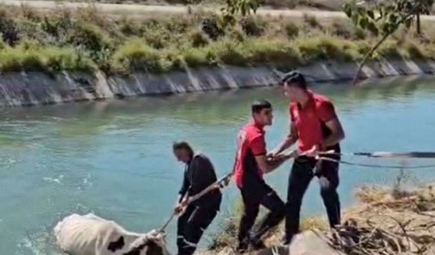 Sulama Kanalına Düşen İneği İtfaiye Kurtardı