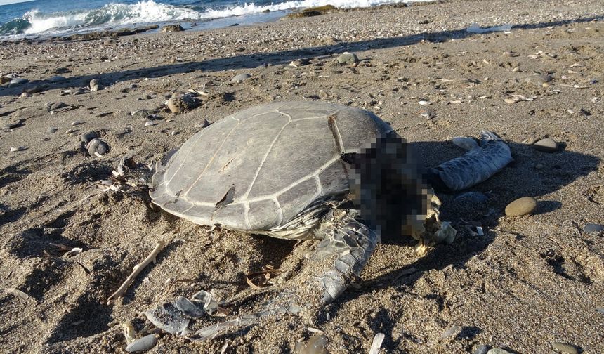 Caretta Carettalar Öldürülüyor ! Bu Kaçıncı ?