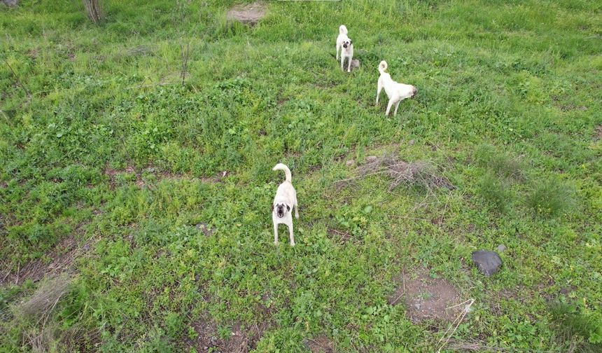 Köpeklerin dron kovalamaca şovu gülümsetti