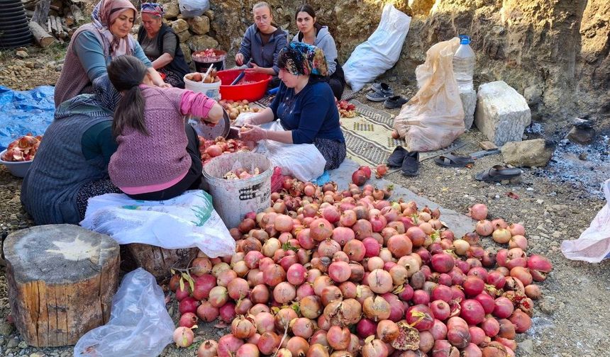 Sofraların Lezzeti Nar ekşisinin zorlu mesaisi başladı