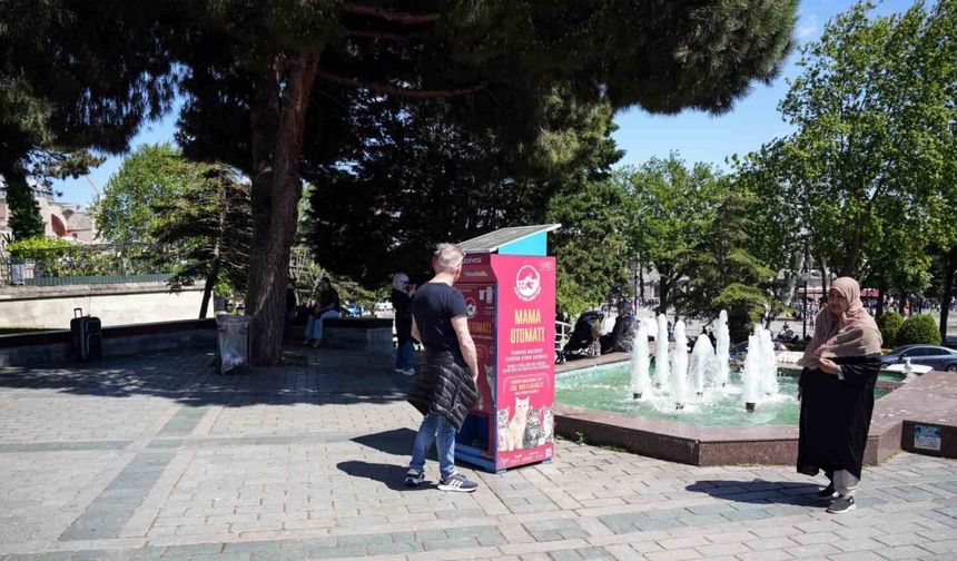 Kedi taklidi yapan martıların mama avı kamerada