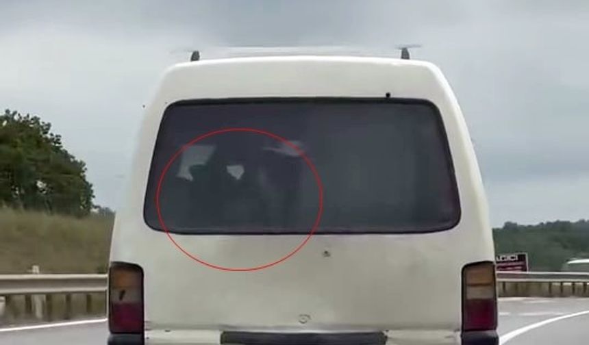 Panelvanın arkasında buzağı taşıdı
