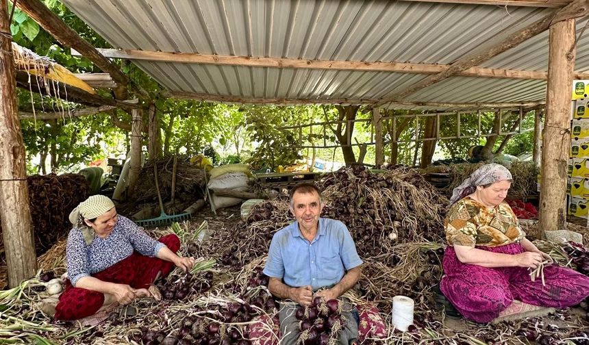 Mor soğanda yeni dönem başladı