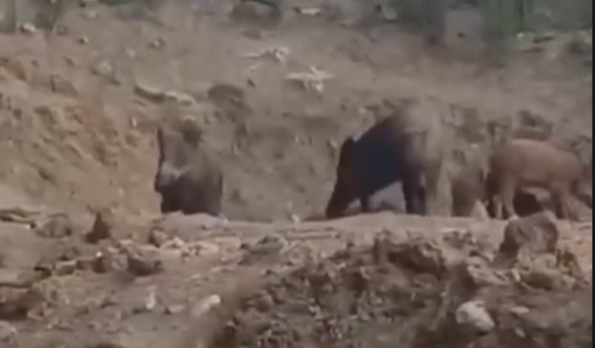 Sultanpınarı Köyü’nde domuz sürüsü görüntülendi