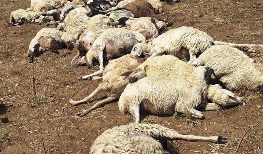 Sürüye yıldırım düştü: 58 koyun telef oldu
