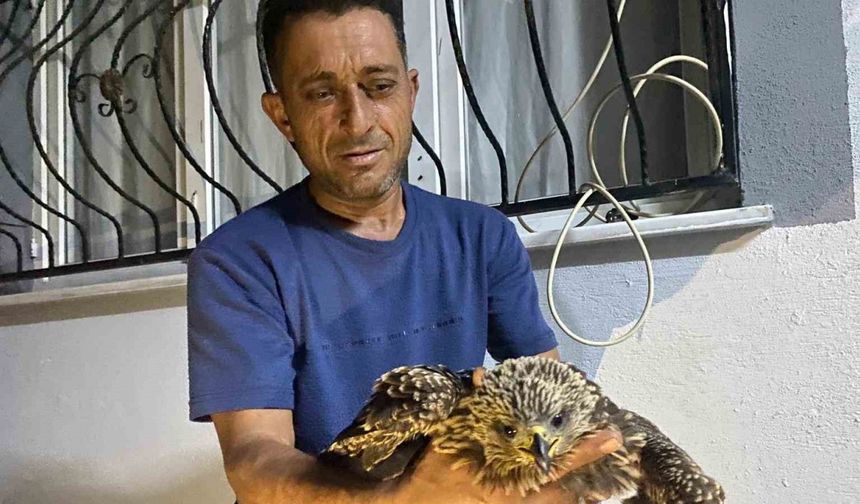 Bulduğu şahine ciğer dürüm söyledi