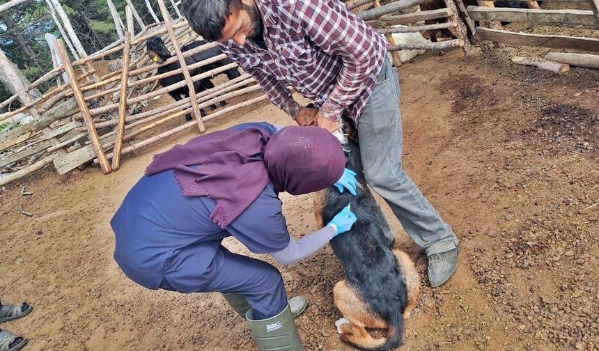 Küçükbaş hayvan sağlığı çalışmaları