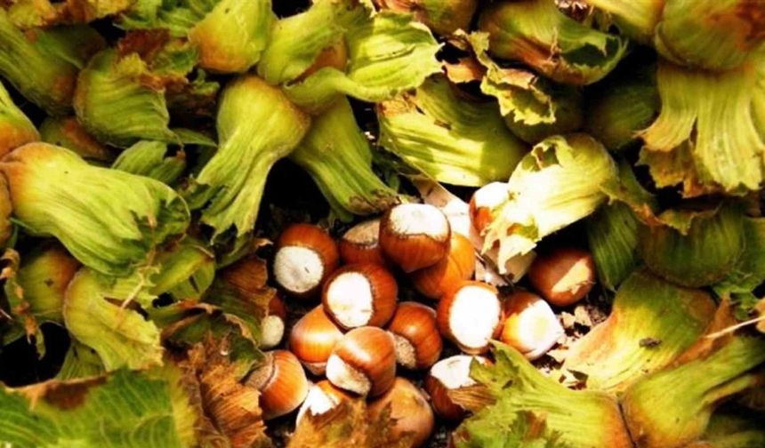 İlk kez yetiştirdi,1 ton ürün bekliyor