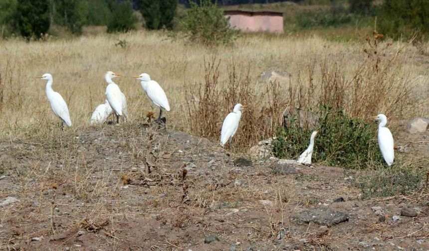 Süzülen kuşların göç hareketleri izleniyor