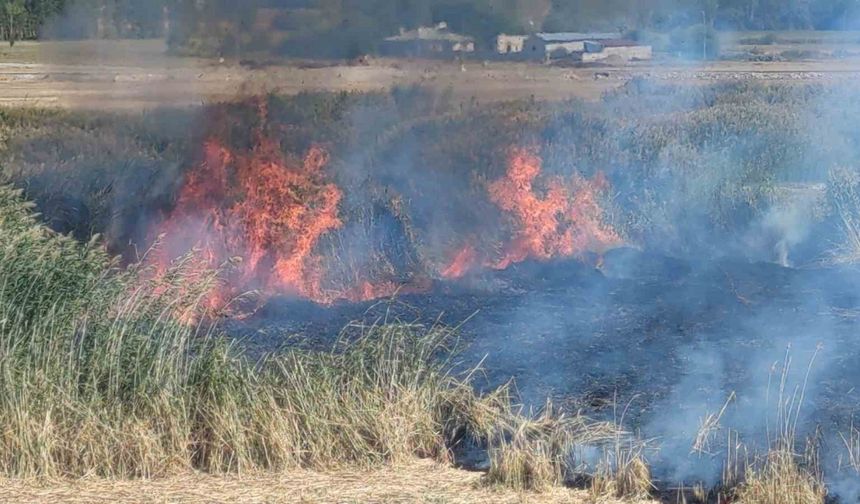 Göçmen kuşların yuvası alevlere teslim oldu