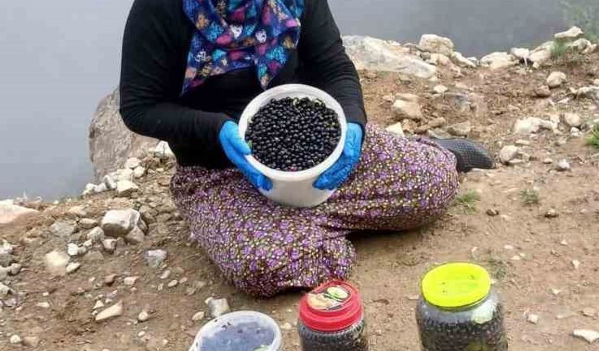 Şalpazarı yaylalarında yaban mersini bereketi