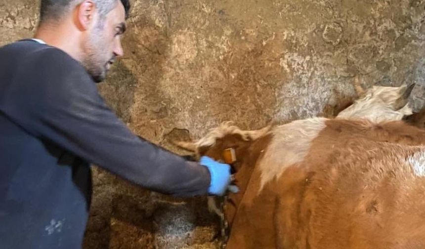 Şap hastalığına karşı aşılama çalışmaları sürüyor