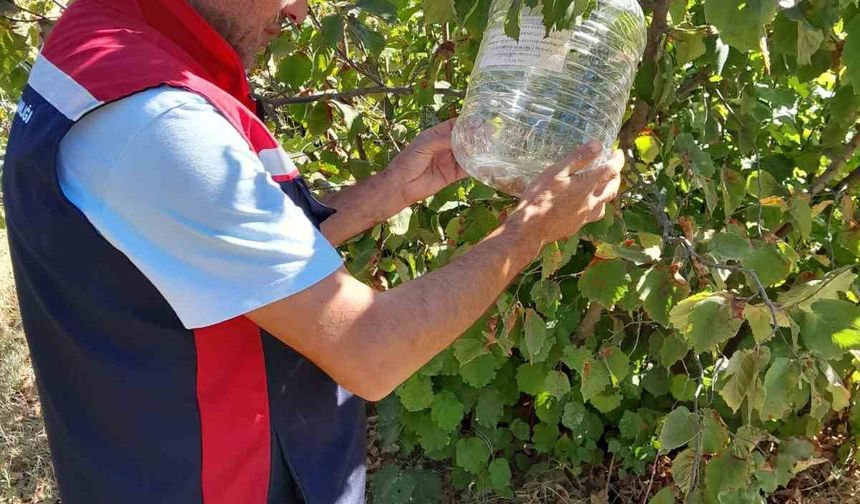 Önlemek için feromon tuzakları devrede