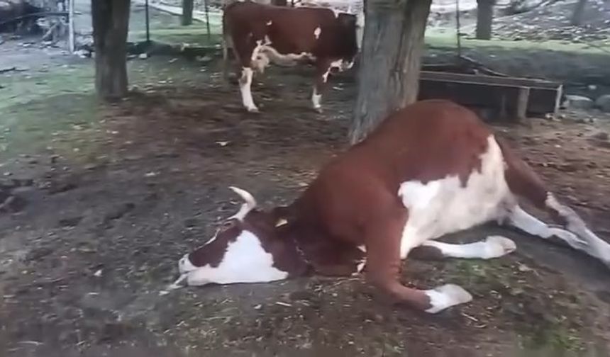 Yıldırım düşmesi sonucu 2 inek telef oldu