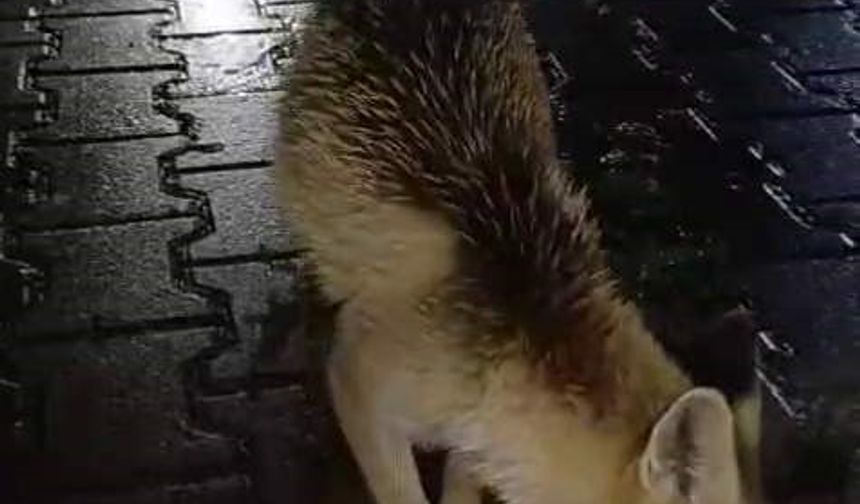 Tır sürücüsü tilkiyi ekmekle besledi