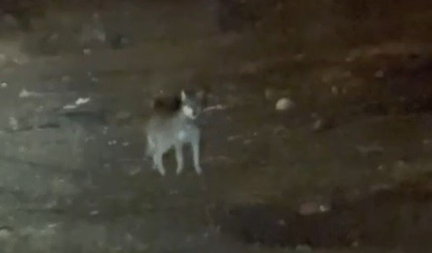 En şaşırtan misafiri: Kurt merkezde gezintiye çıktı