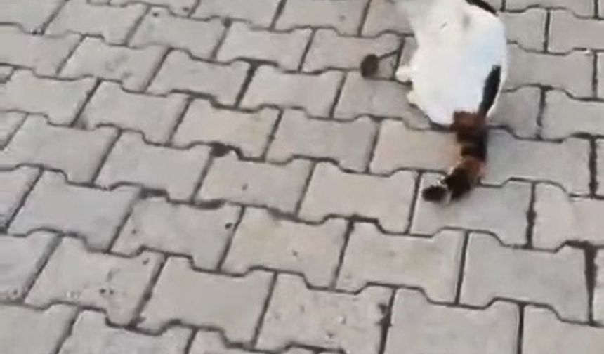 Kedinin fareyle oyunu kamerada