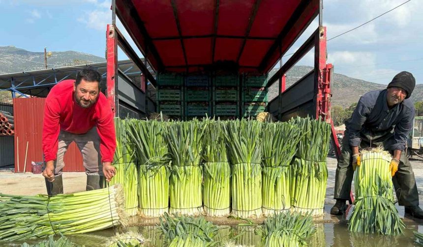 Kış sebzesi pırasada hasat heyecanı