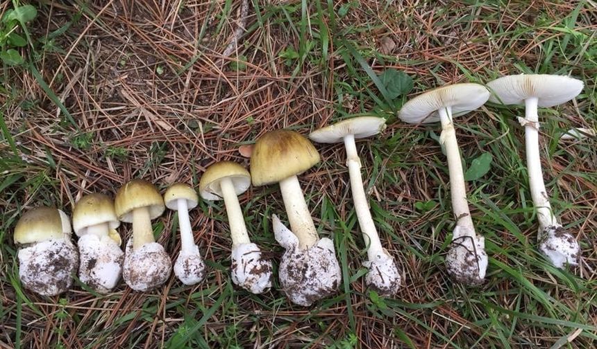 Mantar sezonu başladı: Uzmanlar zehirlenmelere karşı uyardı