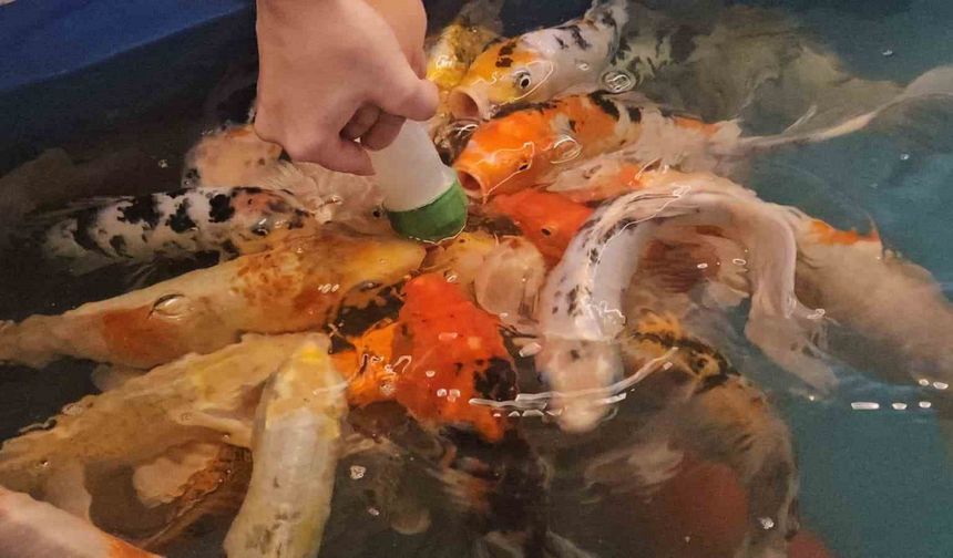 Minikler hem eğlendi hem de biberonla balık besledi