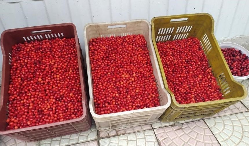 Vitamin deposu kızılcık tezgahlarda yerini aldı