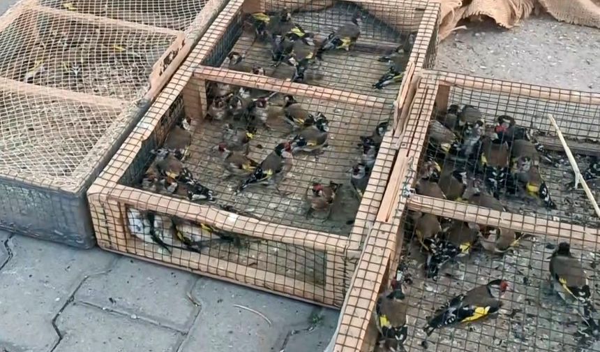 Yasadışı avcılığa 655 bin TL ceza: 80 saka kuşu ele geçirildi