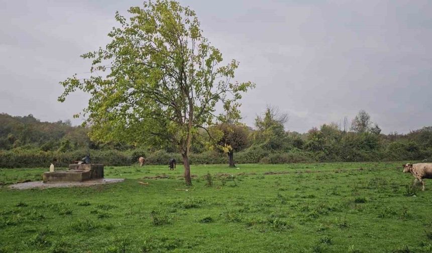 Su kuyusunda kadın c*sedi bulundu
