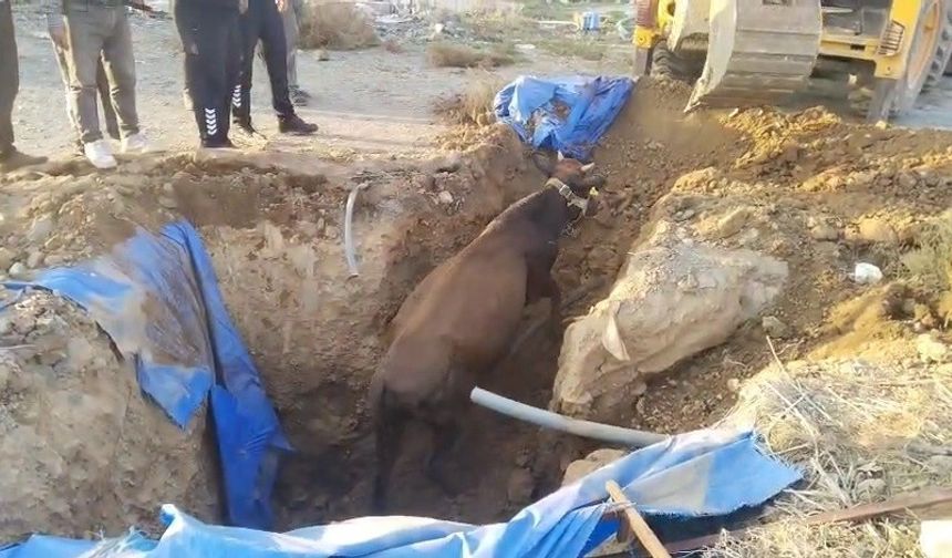 Çukura düşen büyükbaşı itfaiye kurtardı