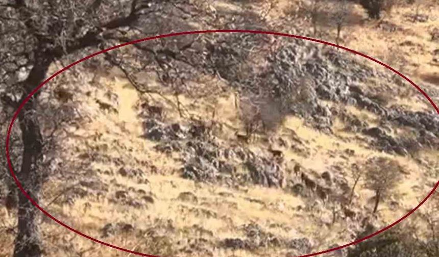 Dağ keçileri sürü halinde görüntülendi