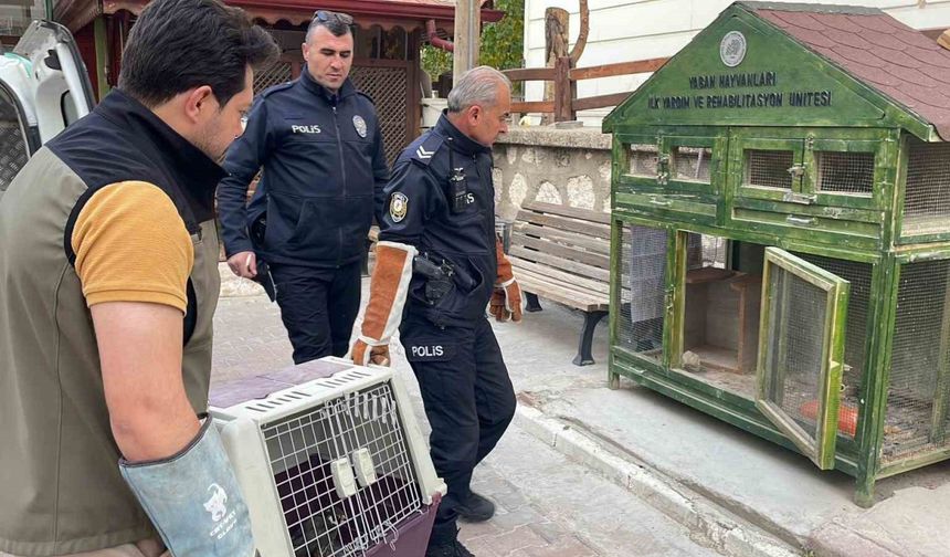 Karaman’da yaralı doğan koruma altına alındı