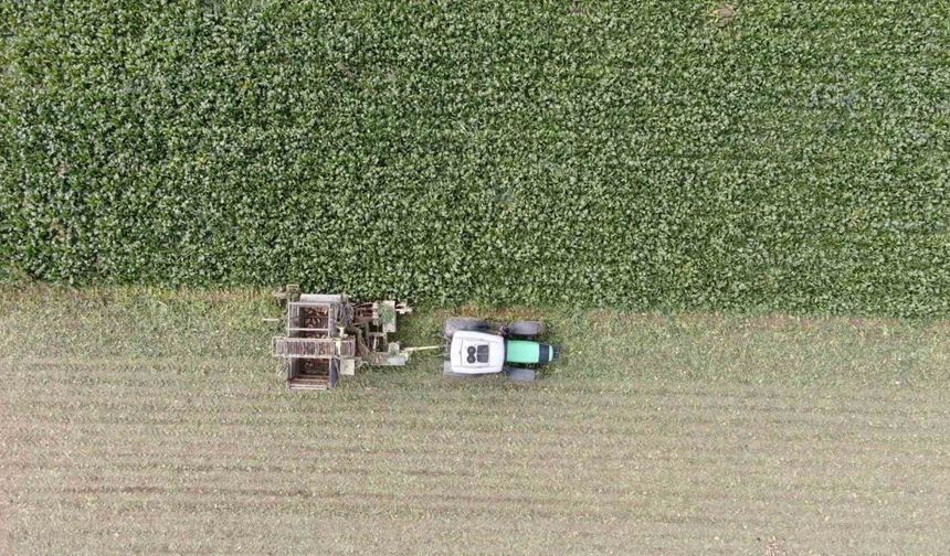Çiftçilerin zorlu pancar mesaisi devam ediyor