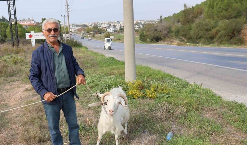 Keçileri ile tatil yapıyor